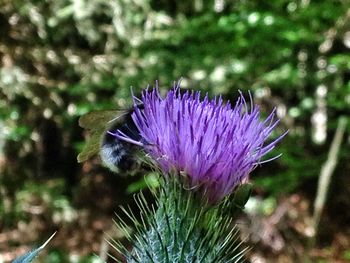 Close-up of purple flowers