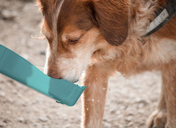 Close-up of dog drinking water