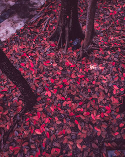 Low section of person standing by red leaves on land