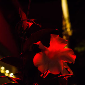 Close-up of red flower