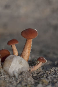 Close-up of mushrooms on rock