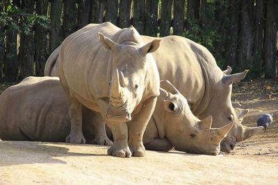 View of a horse on field