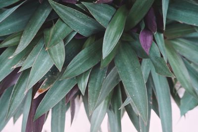 Full frame shot of leaves