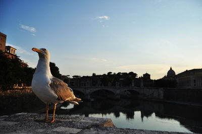 Seagull perching on a lake