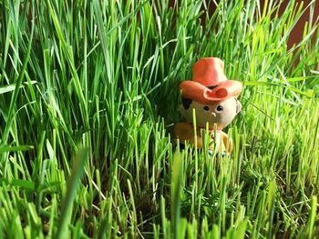 Plants growing on grassy field