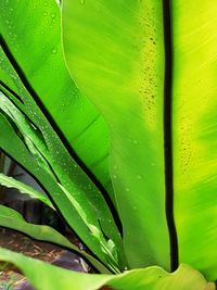 Full frame shot of raindrops on plant leaves