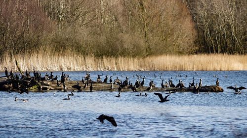 Birds flying over lake