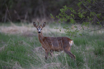 Portrait of deer standing on field