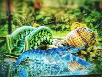 Close-up of turtle in basket