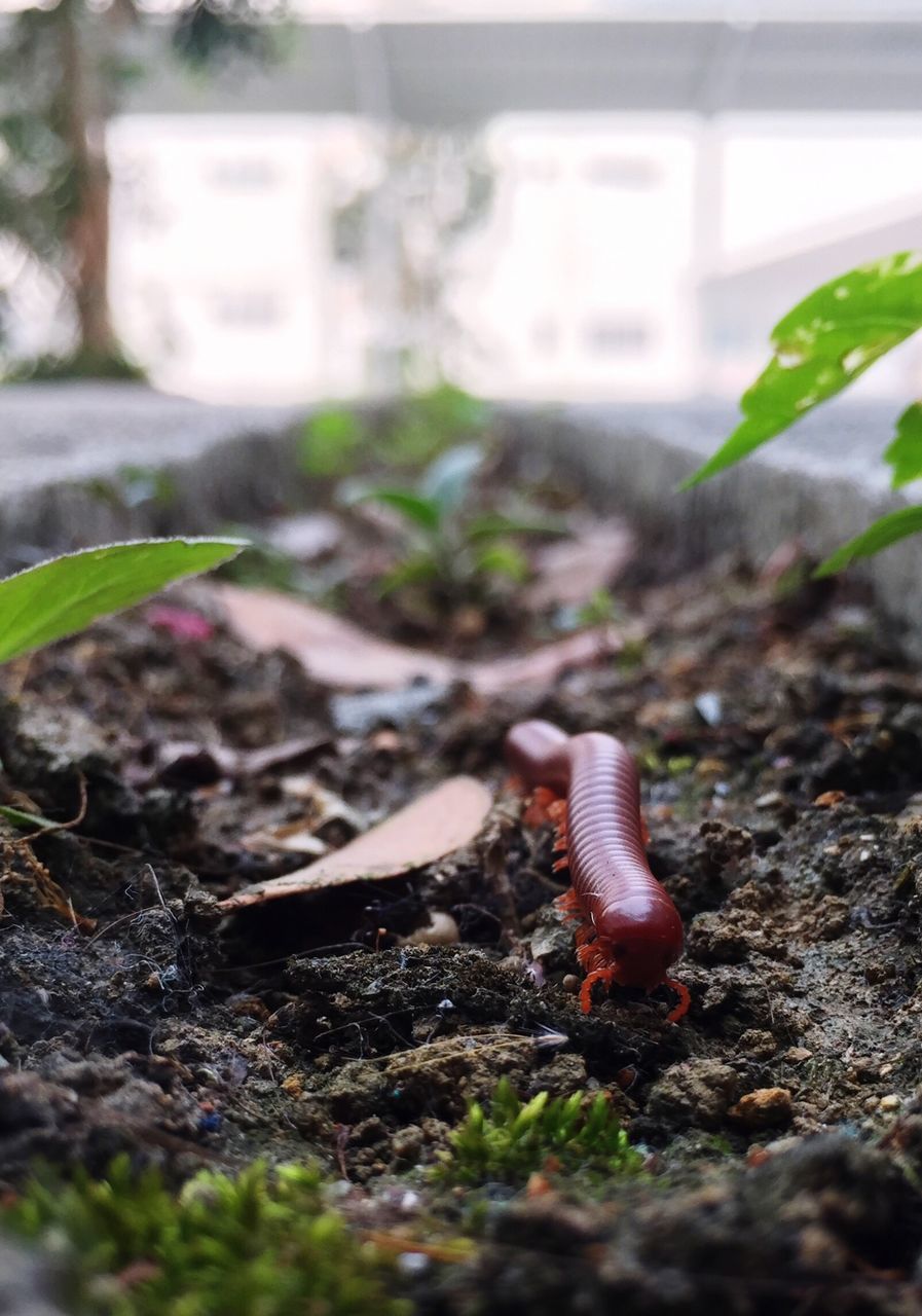 selective focus, close-up, leaf, focus on foreground, animal themes, insect, snail, nature, ground, one animal, animals in the wild, wildlife, day, surface level, field, outdoors, animal shell, plant, no people, grass