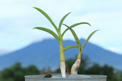 Close-up of plant on table