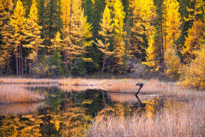 Pine trees in forest during autumn