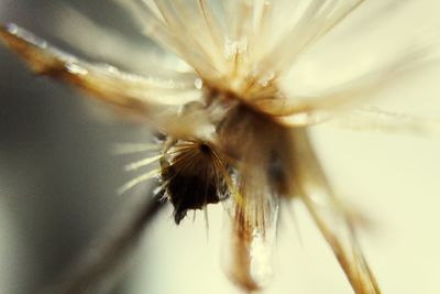 Close-up of white dandelion flower