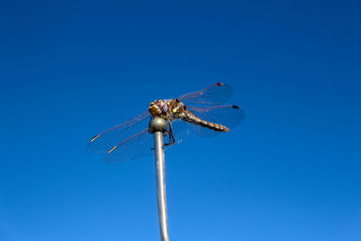 Low angle view of dragonfly against clear blue sky