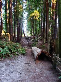 Footpath amidst trees in forest