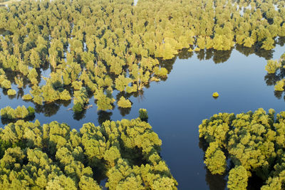 High angle view of trees by lake