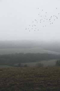 Flock of birds flying over landscape against sky