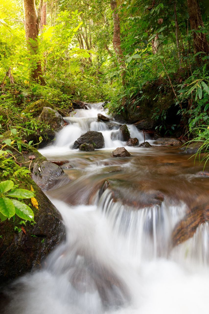 VIEW OF WATERFALL IN FOREST