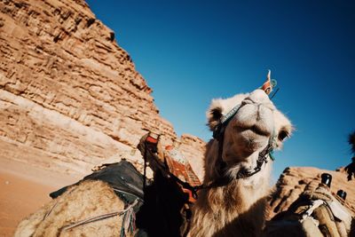 Low angle view of animal on rock against sky