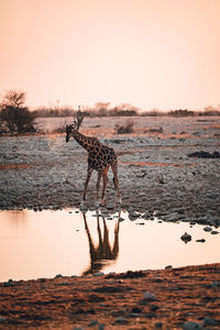 A giraffe drinking at a watering hole in etosha national park in namibia at sunset 