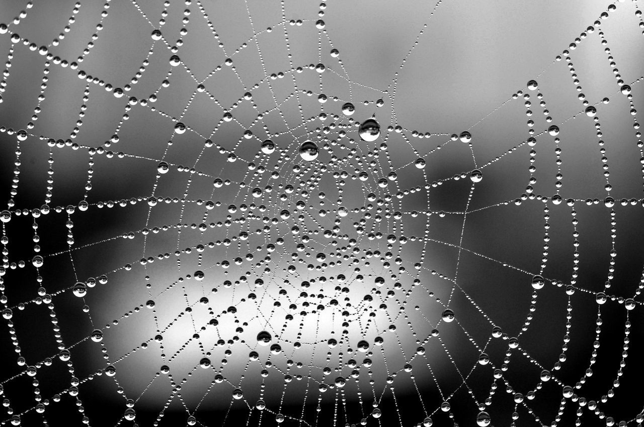 FULL FRAME SHOT OF WET SPIDER WEB