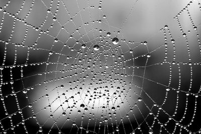 Full frame shot of wet spider web in rainy season
