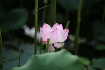 Close-up of pink water lily