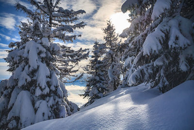 Snow covered plants and trees against sky