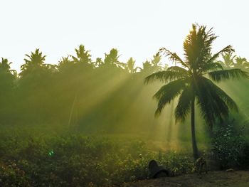 Scenic view of palm trees against clear sky