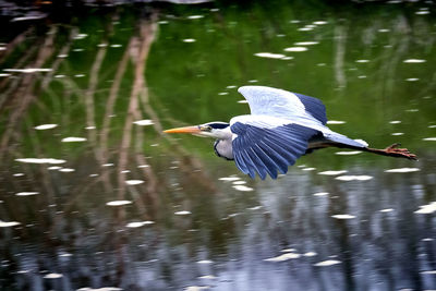 Bird flying over lake