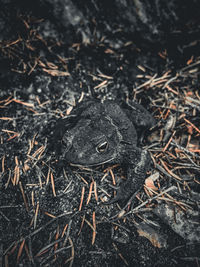 High angle view of lizard on field