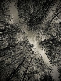 Low angle view of silhouette trees against sky