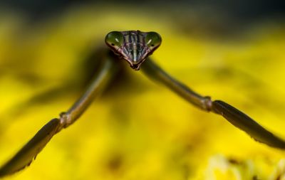 Close-up of insect on flower