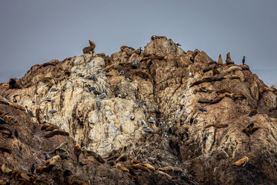 Rock in the pacific ocean on the california west coast full of resting  sea lions and brown pelican