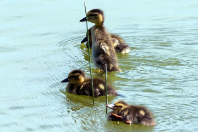 Duck in a lake