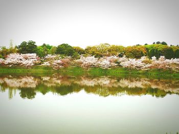 Reflection of trees in lake