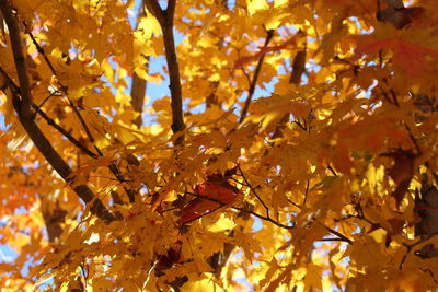 Low angle view of maple leaves on tree