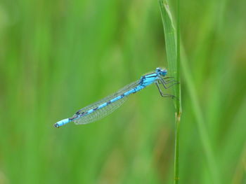 Close-up of insect on grass