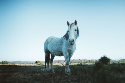 Horse standing on grass against clear sky