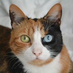 Close-up portrait of cat at home