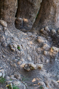 Full frame shot of tree trunk