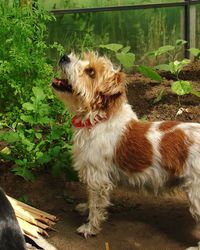 View of a dog looking away