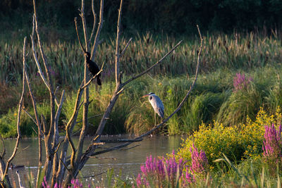 View of bird perching on plant against lake