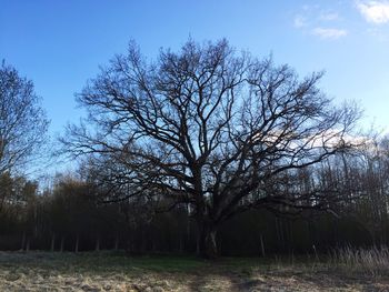 Bare trees in forest against sky