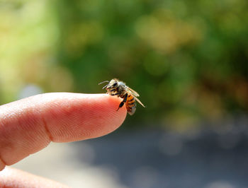 Cropped image of bee on finger