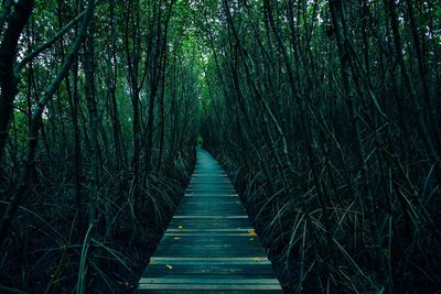 Empty footpath amidst trees in forest
