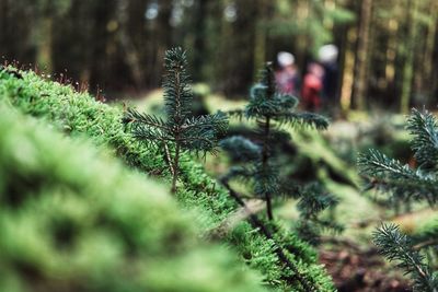 Close-up of pine tree in forest