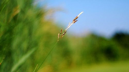 Close-up of plant in field