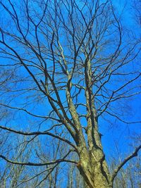 Low angle view of bare trees against blue sky