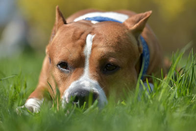 Portrait of dog relaxing on field